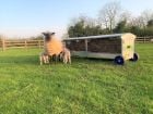 Sheep Hayracks On Wheels