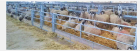 SHEEP FEED HURDLE ADJSTBL RAIL