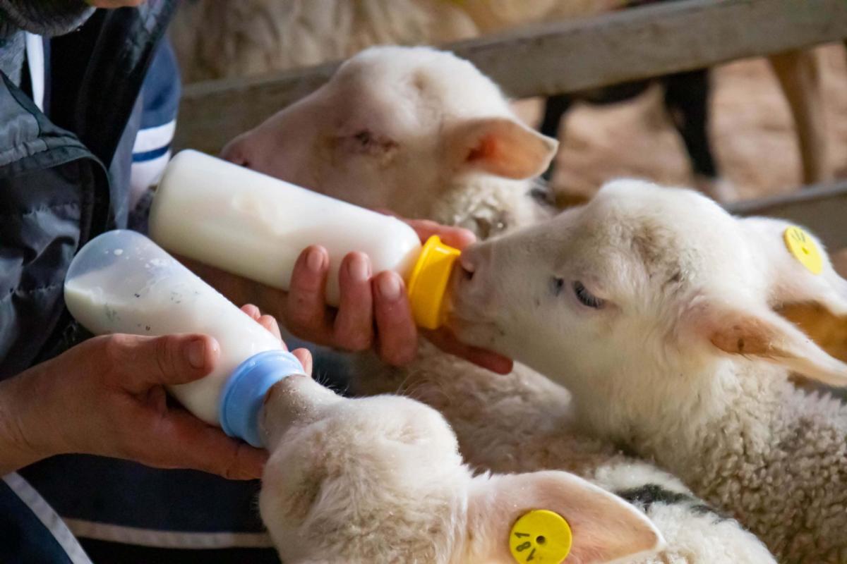 Caring for cade lambs: a guide to orphan lamb systems, feeding and weaning