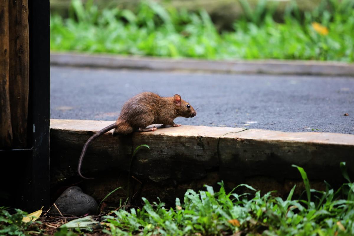 Managing Rodents to protect agricultural machinery on farm