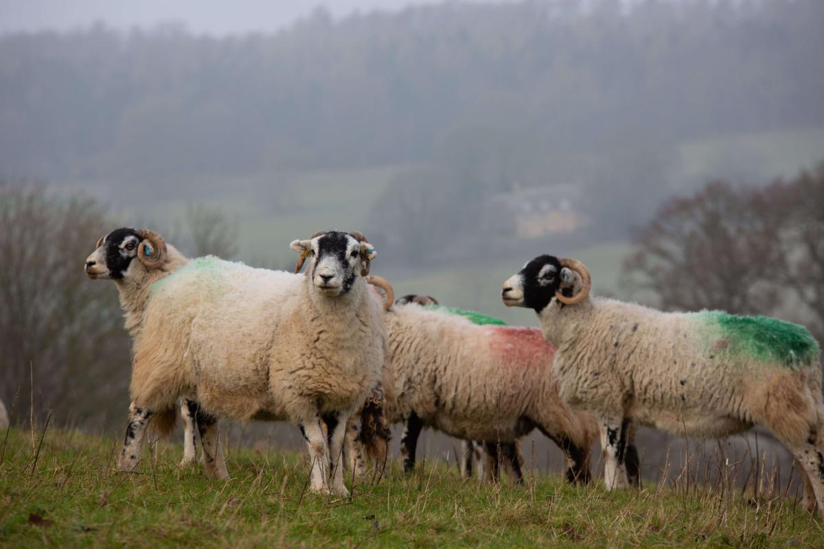 Feeding sheep: Managing nutrition for healthy livestock