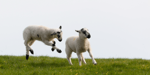 Preparing for a Successful Lambing Season