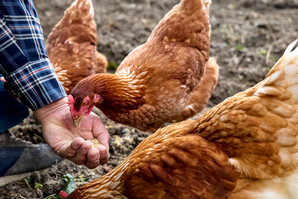 Rearing poultry: A beginner's guide to keeping chickens