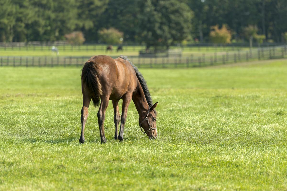 Feeding horses: Equine horse feed guide