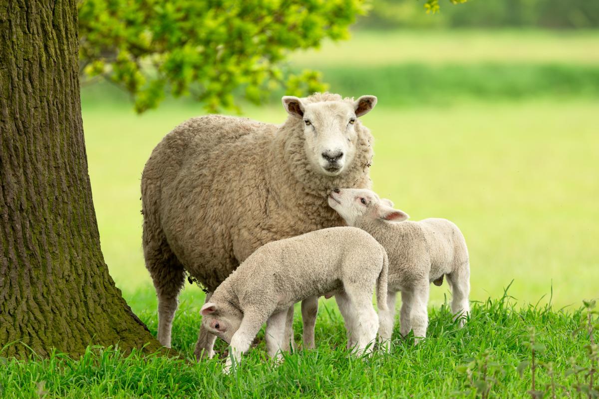 Essentials for on Farm: UK lambing season checklist