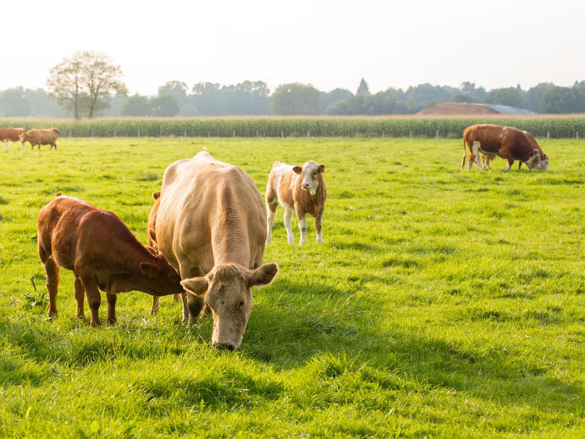 Make The Most From The Grass This Turnout Season