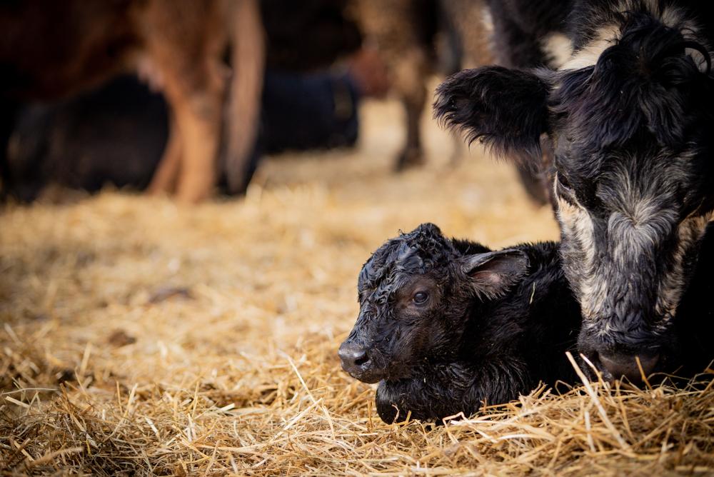 Ensuring The Best Nutrient Intake for Your Cows