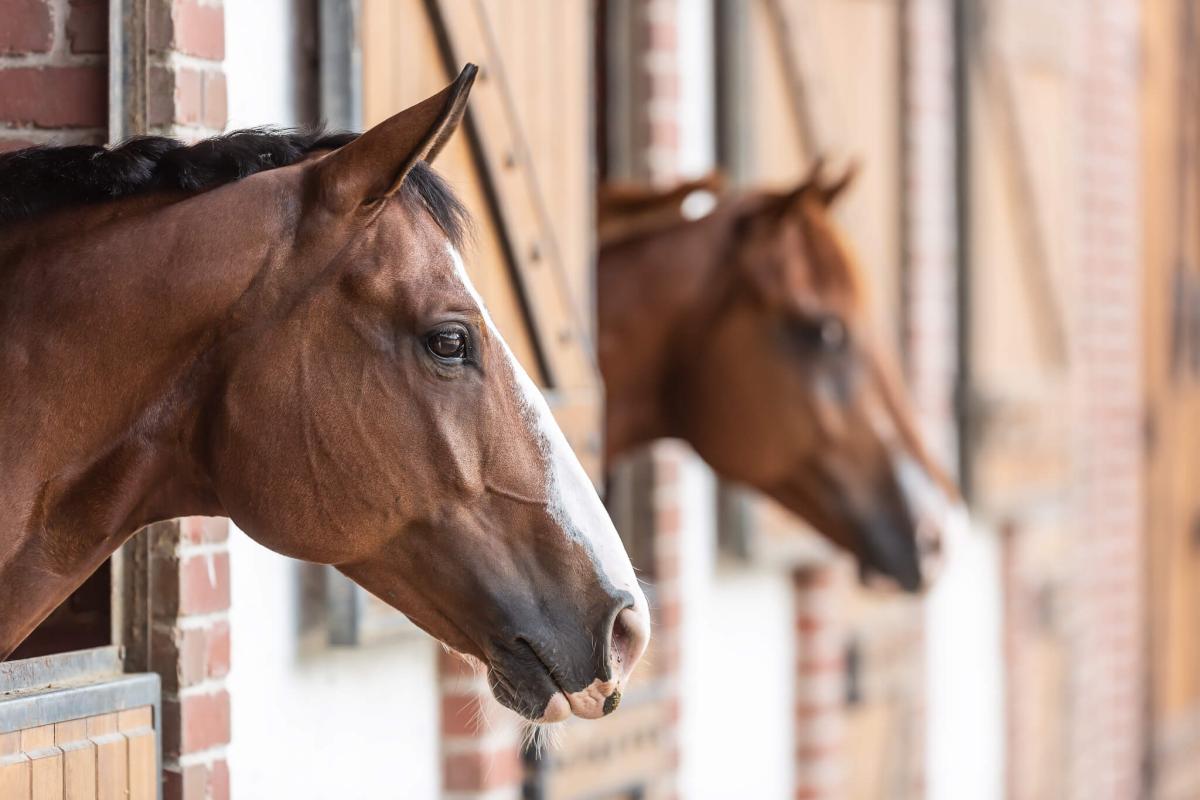 Horse enrichment for stables and paddocks