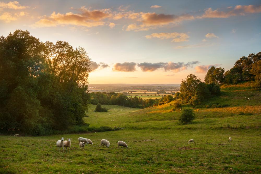 A Year In The Life of a Sheep Farmer