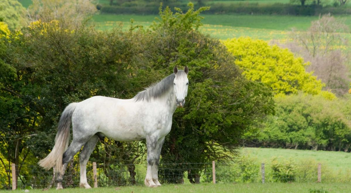 How to body condition score a horse: 0-5 BCS scale