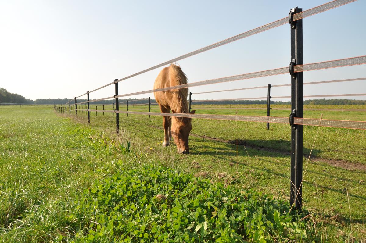 A Guide to Seasonal Equine Pasture Management