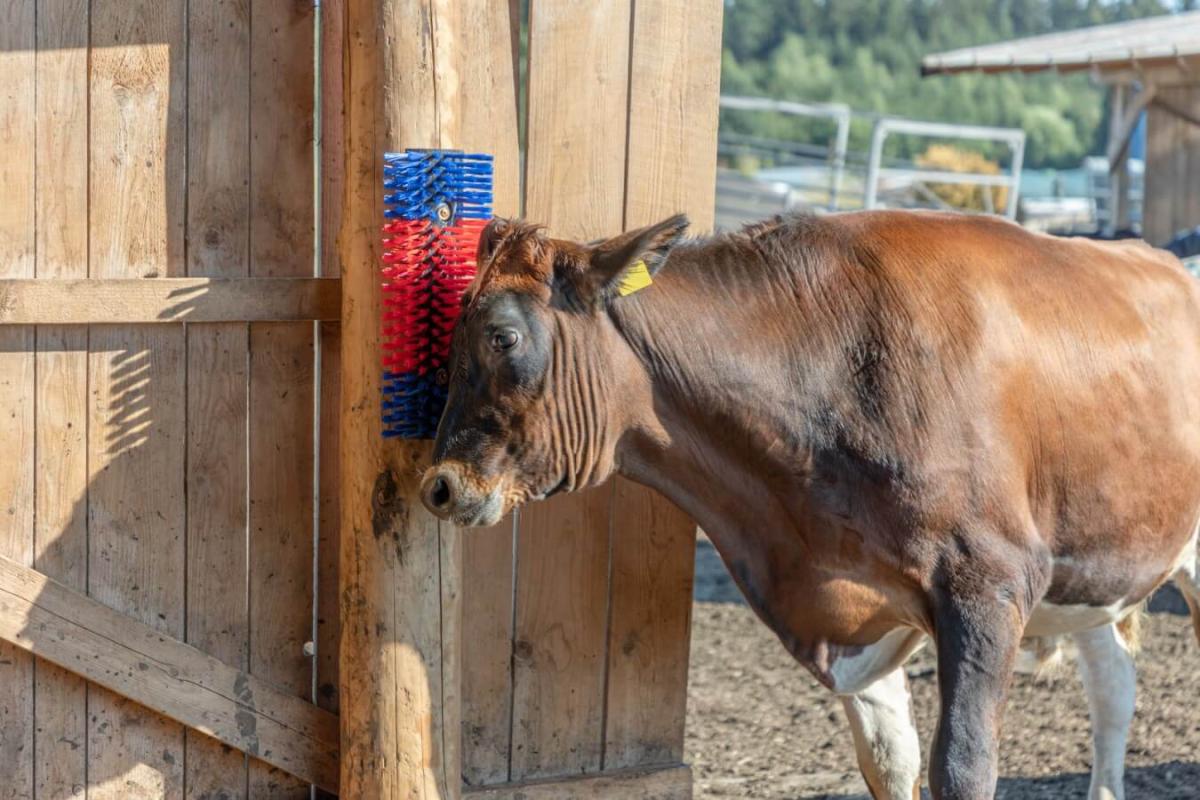 Providing enrichment for cows and calves