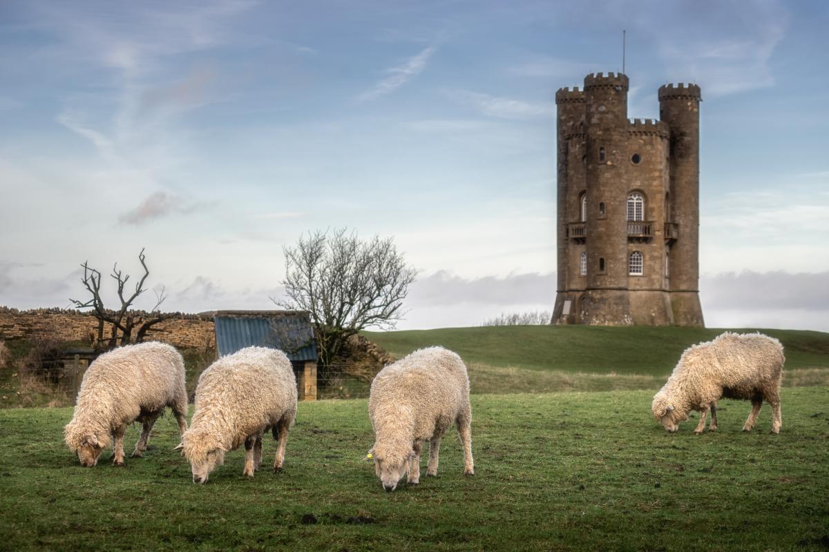 Getting started with Cotswold Sheep: A beginner's guide for new flock owners