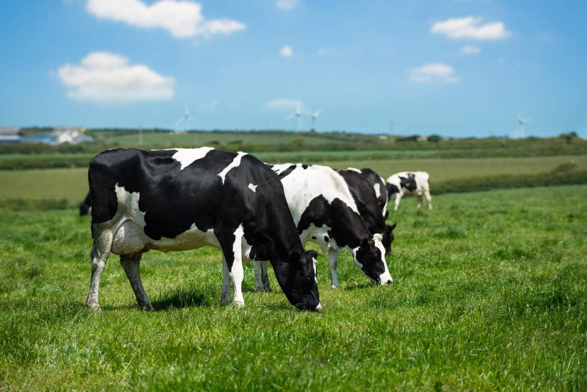 Keeping cows: Things to consider when rearing cattle