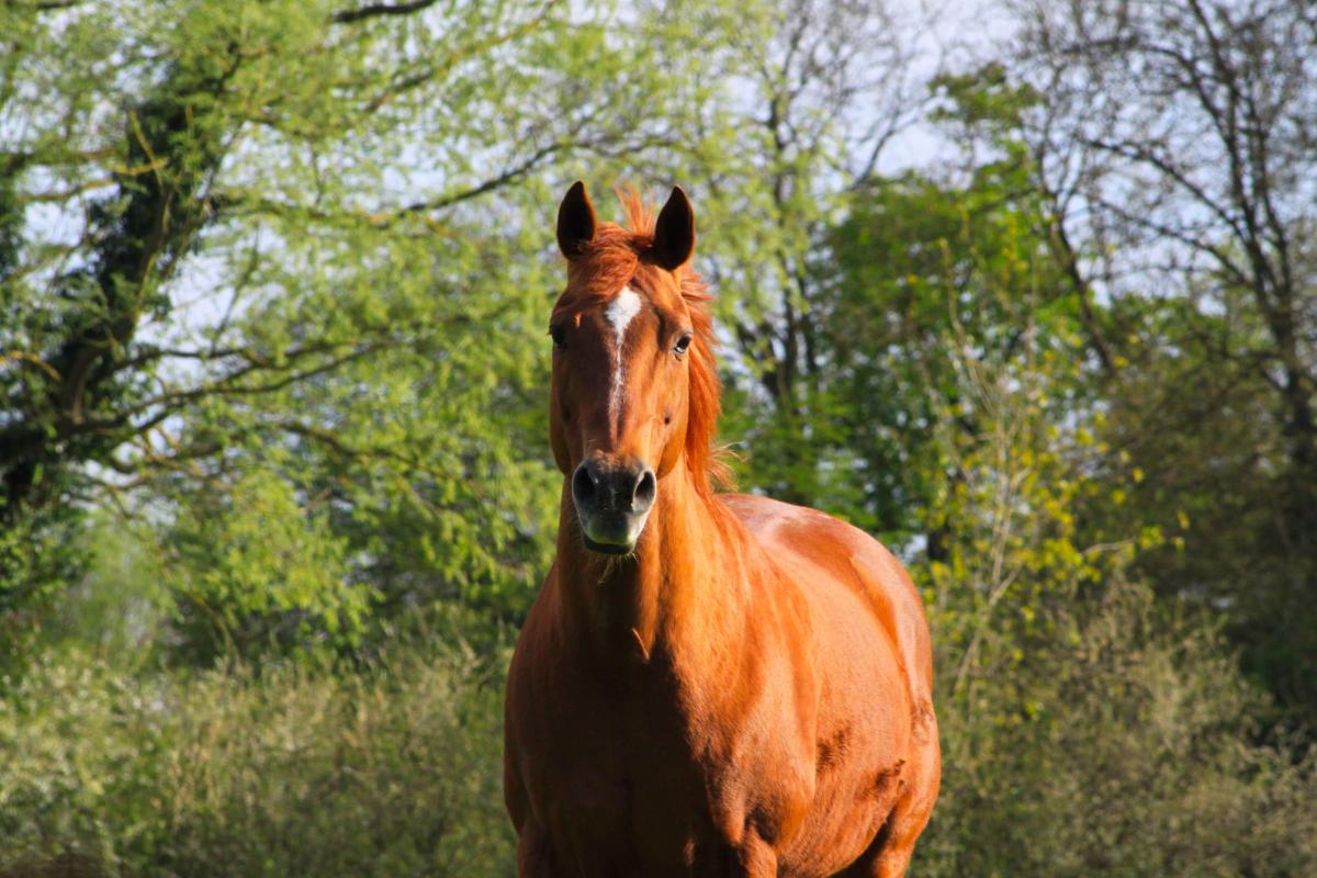 The golden years: feeding senior veteran horses