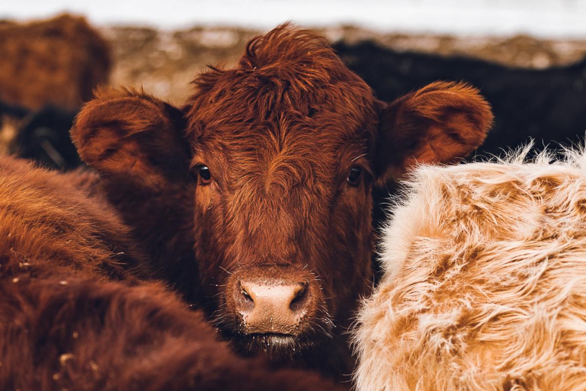 <strong>Identifying Bluetongue In Cattle & Sheep</strong>