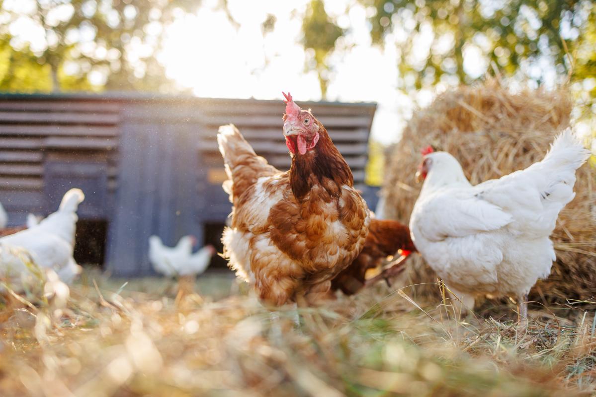 What is bird flu: Avian influenza guidance for poultry owners