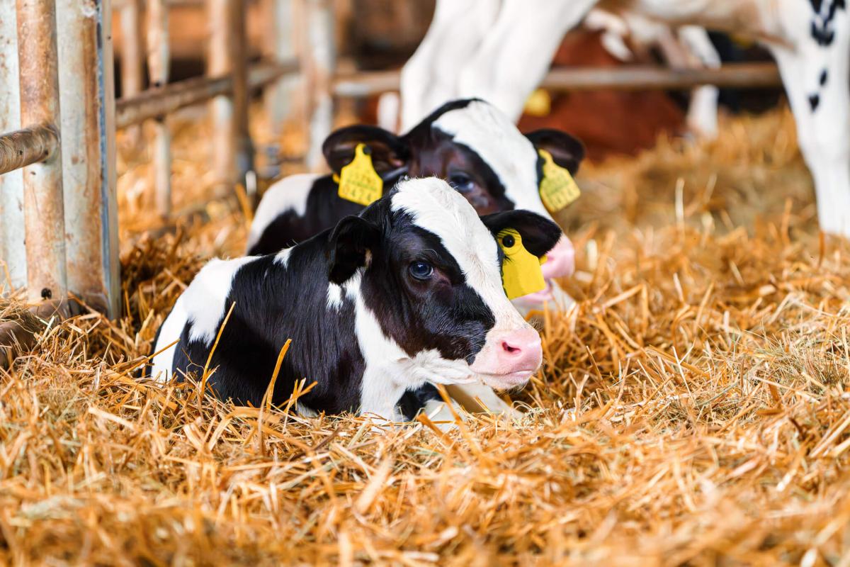 Providing enrichment for cows and calves