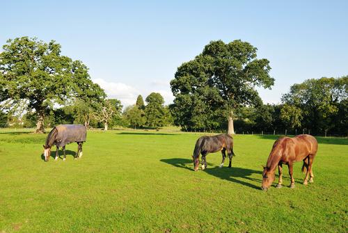 Turnout For Horses