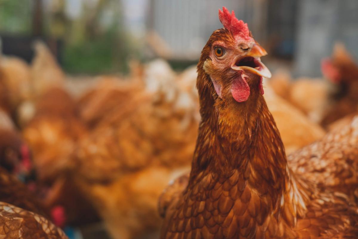 Chicken enrichment: preventing boredom in your flock