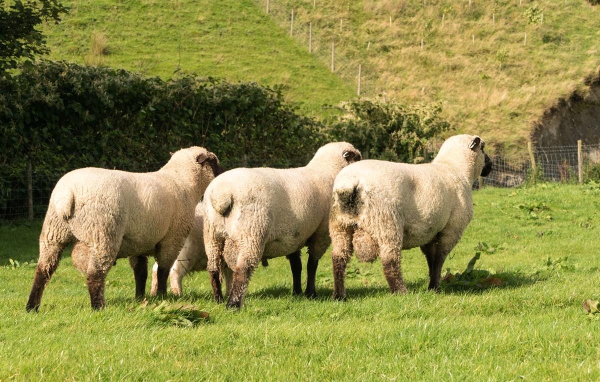 Animax: Get your flock in top form for tupping