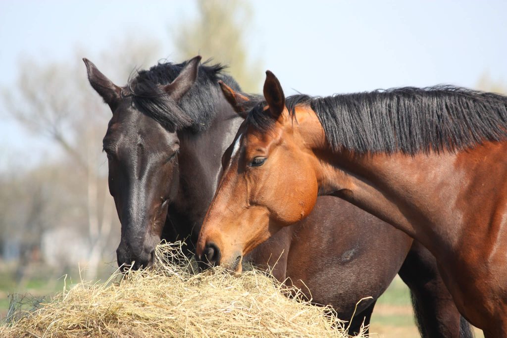 Horses with forage enrichment in paddock