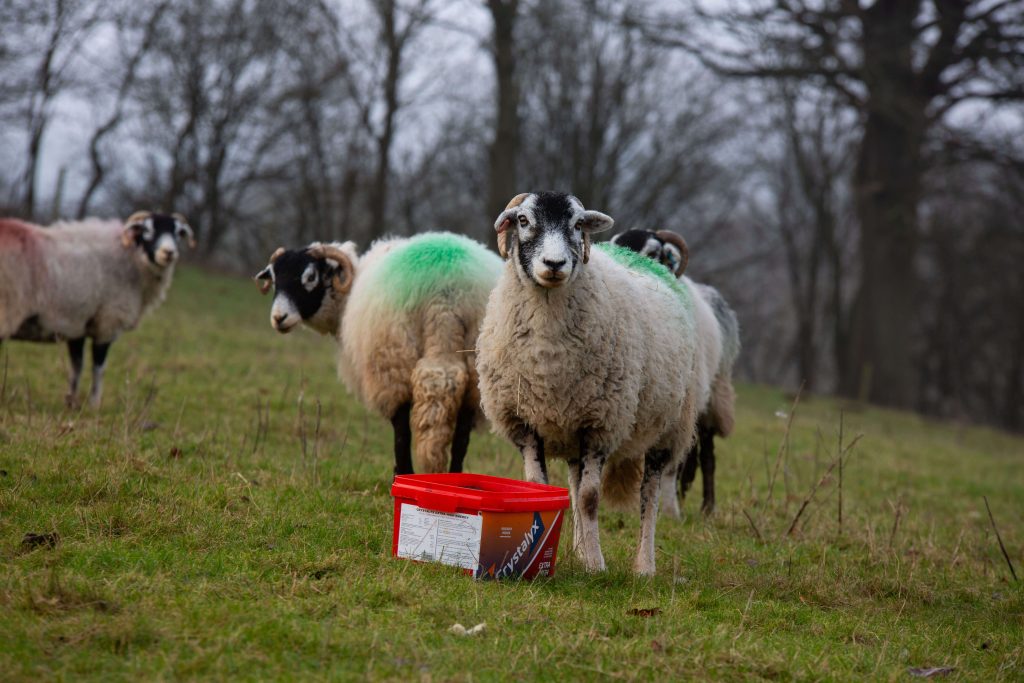 Sheep eating Crystalyx feed block