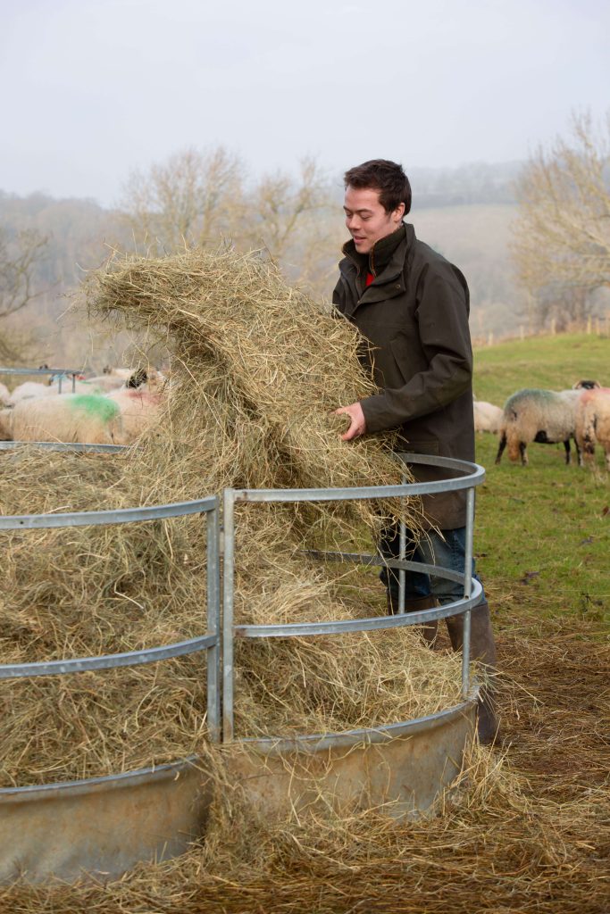 Farmer putting hay into galvanised sheep round feeder