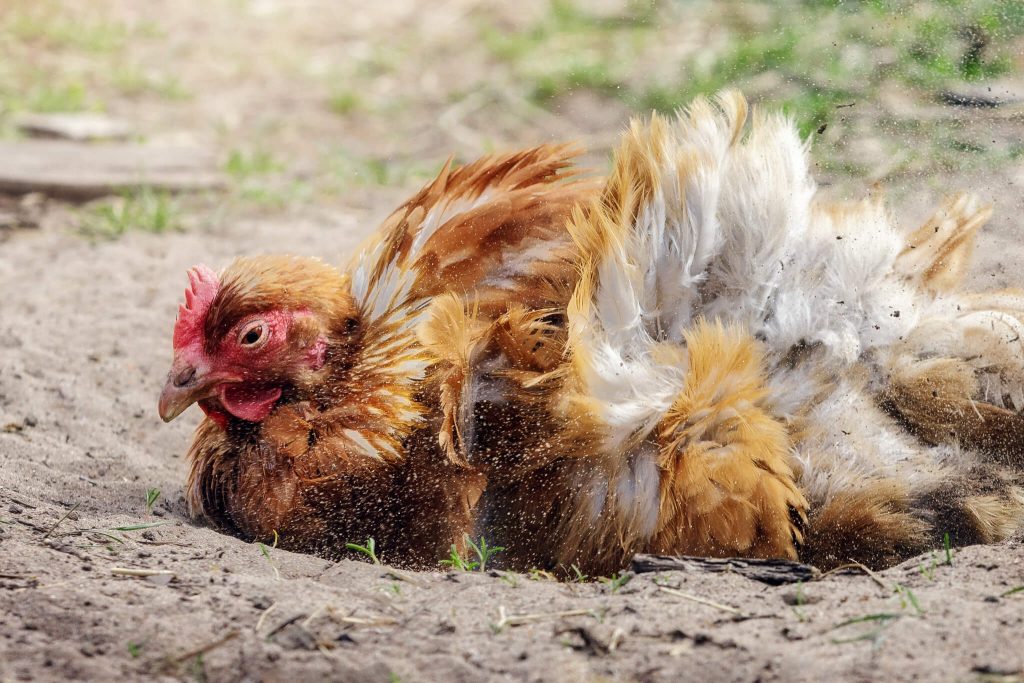 Poultry enjoying dust bath for chicken enrichment 